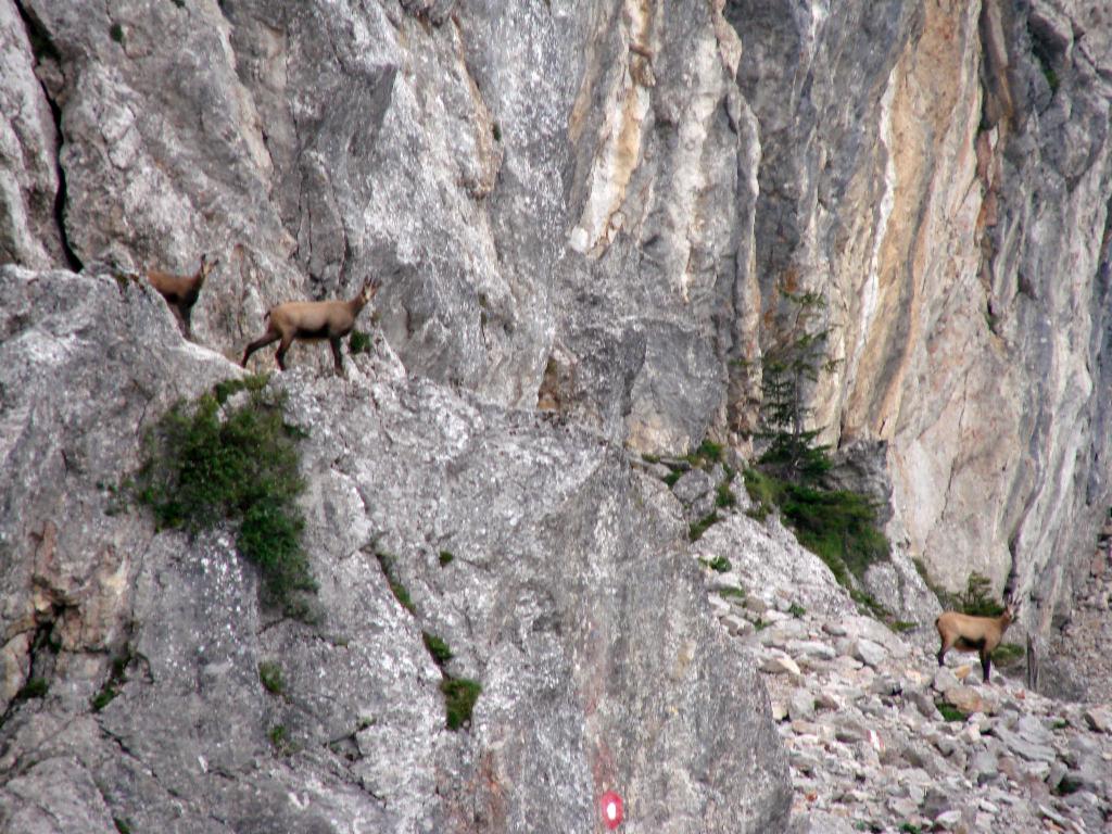 Gams unter der Nordwand