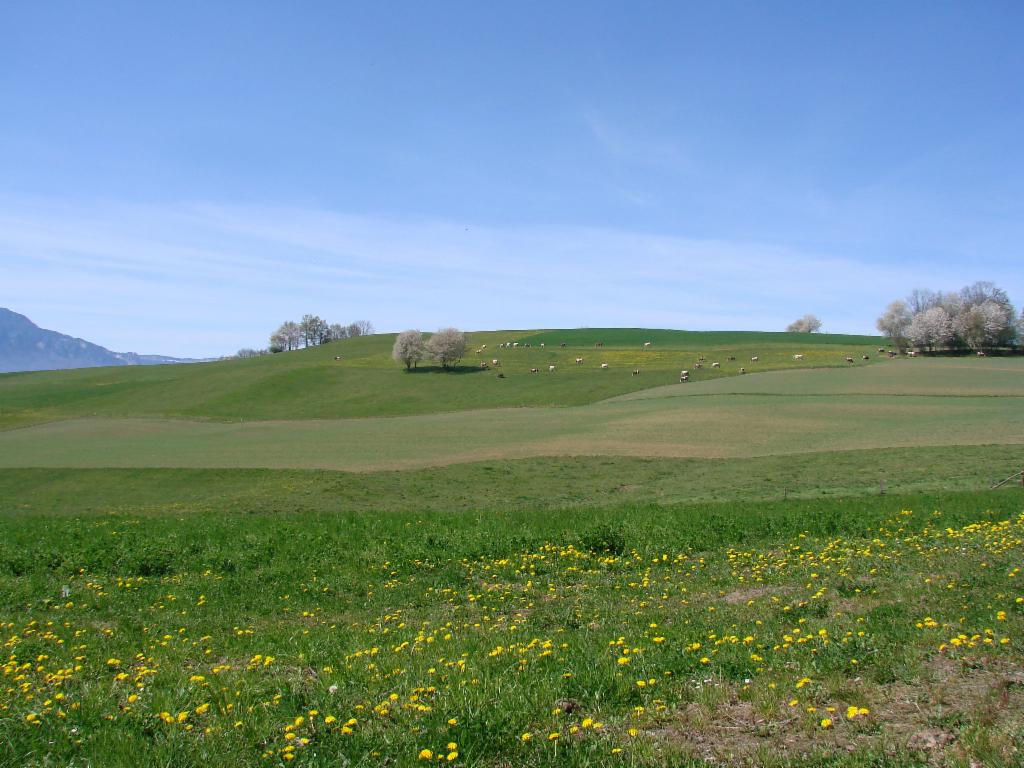 Pâturages du Cuchet