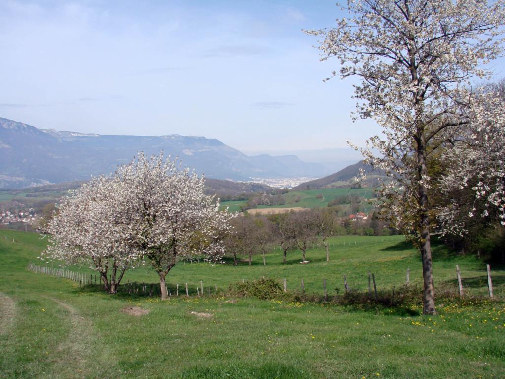 Arbres fleurissants près de Haute Jarrie