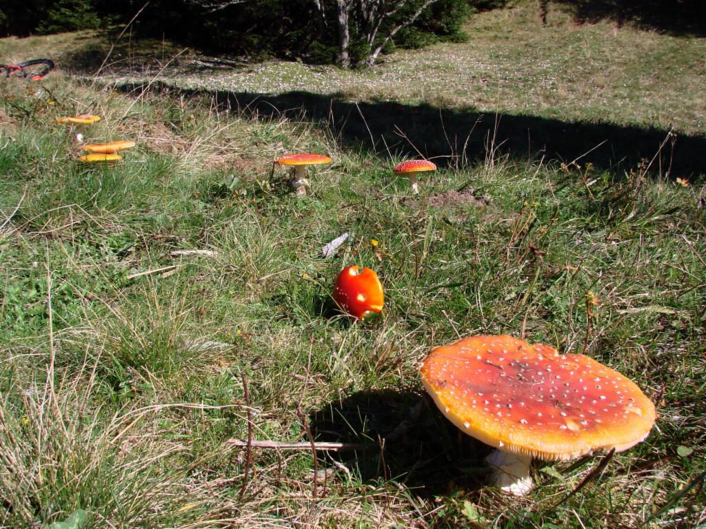 Des tue-mouches partout