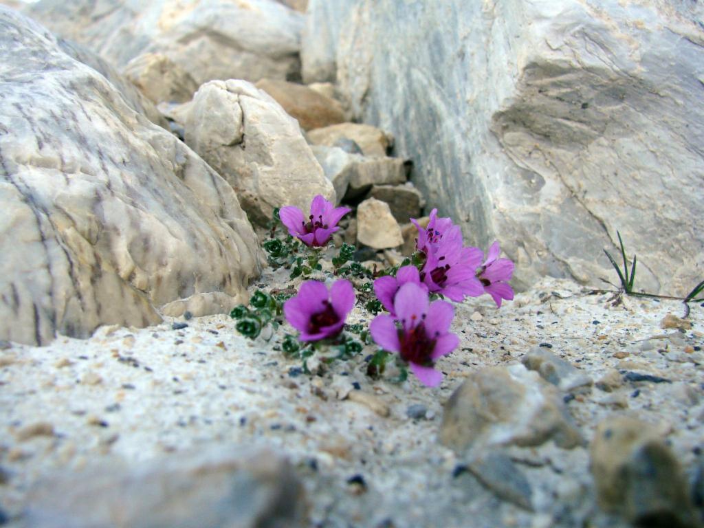 Fleurs dans le désert rocheux