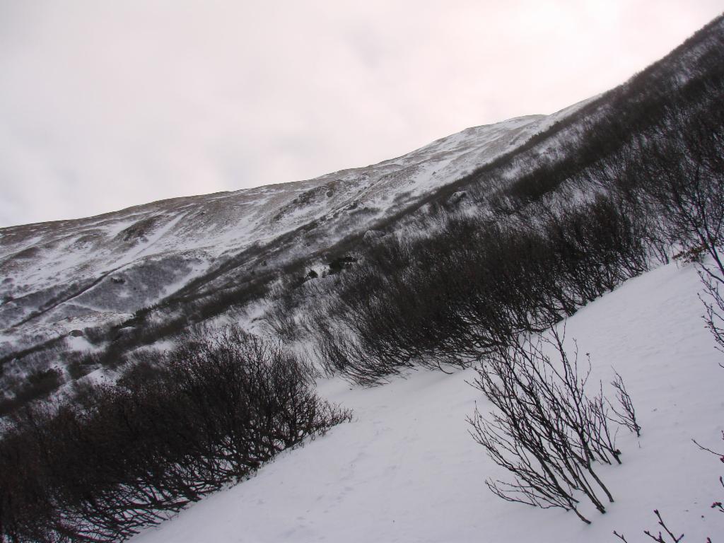 Bruderkogel Nordwest-Flanke: Stauden-Wirrwarr und wenig Schnee