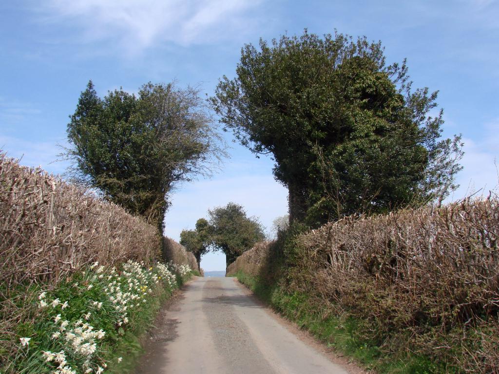 Hedge tunnels