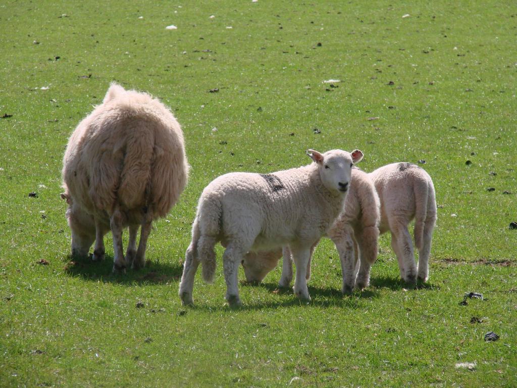 Mom sheep and her lambs