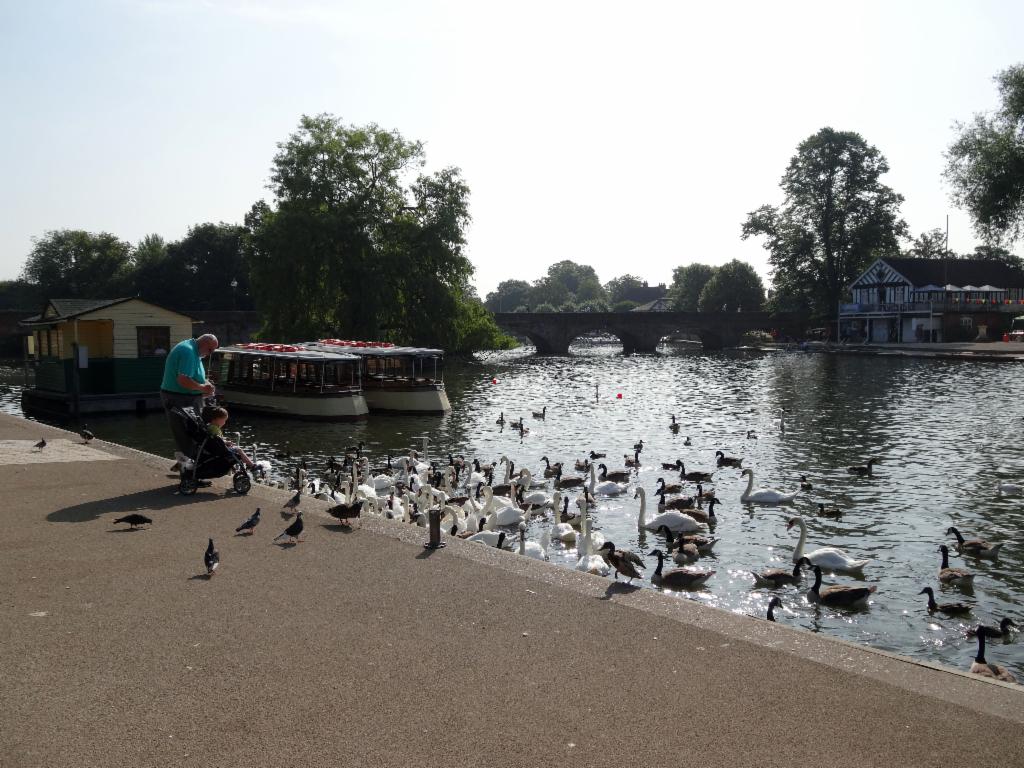 Feeding swans at the Avon in Stratford