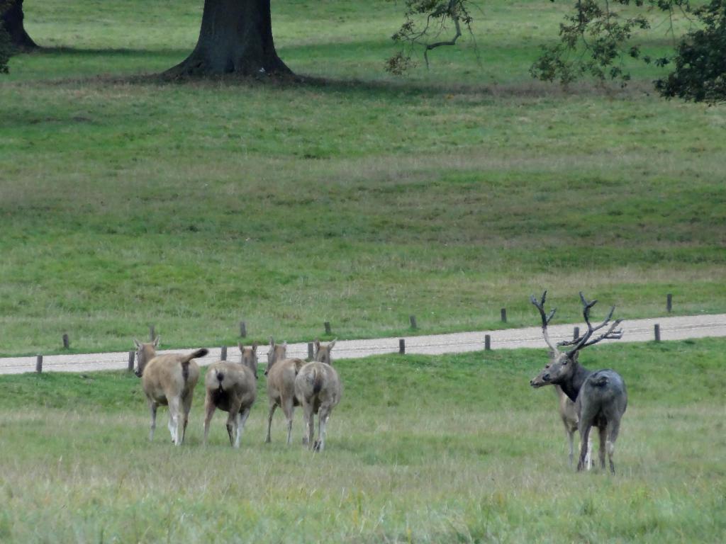 In Woburn Deer Park