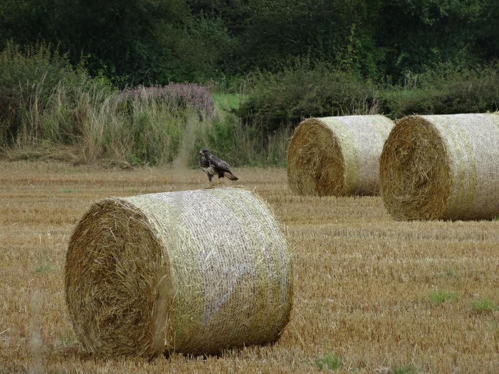 Buzzard near Blencow