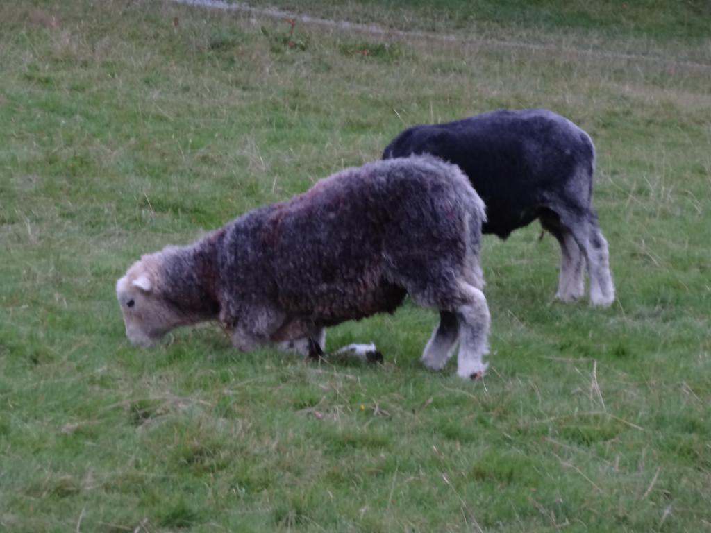 Kneeling sheep on the camp site