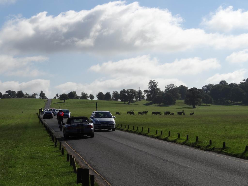 In Woburn Deer Park