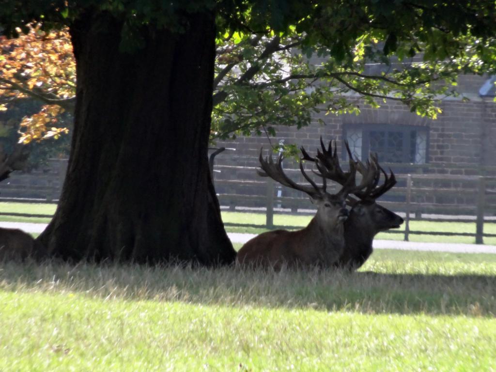 In Woburn Deer Park