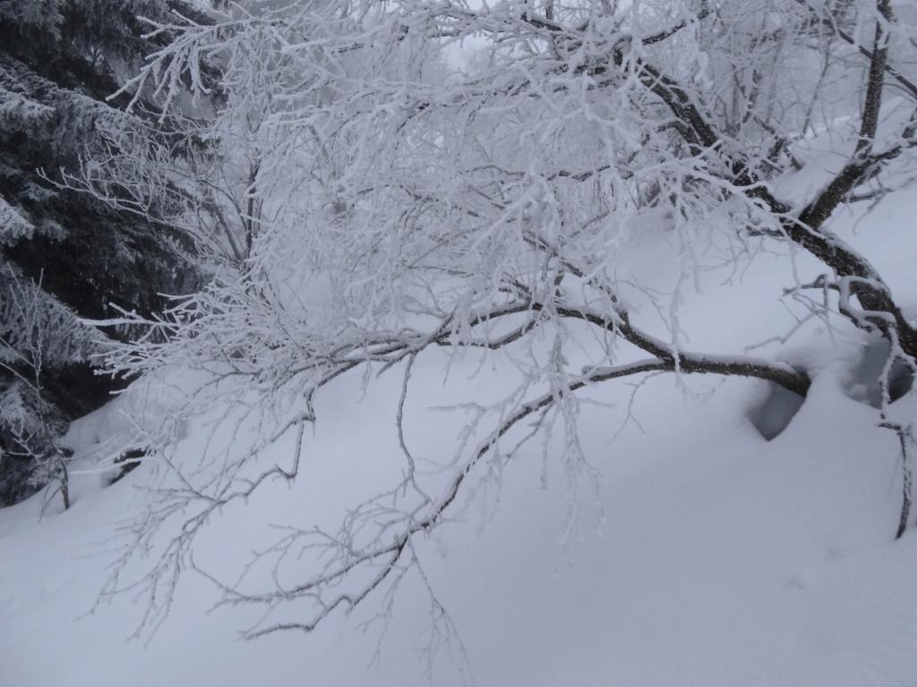 Arbre givré à la montée