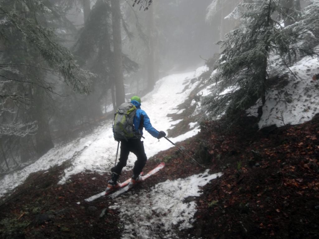 Il manque un peu de la neige dans la forêt.