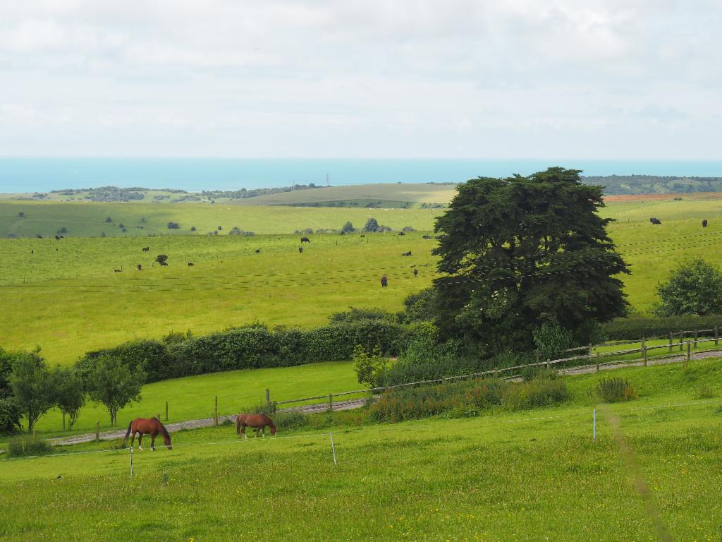 Horses on the pasturages off the coast