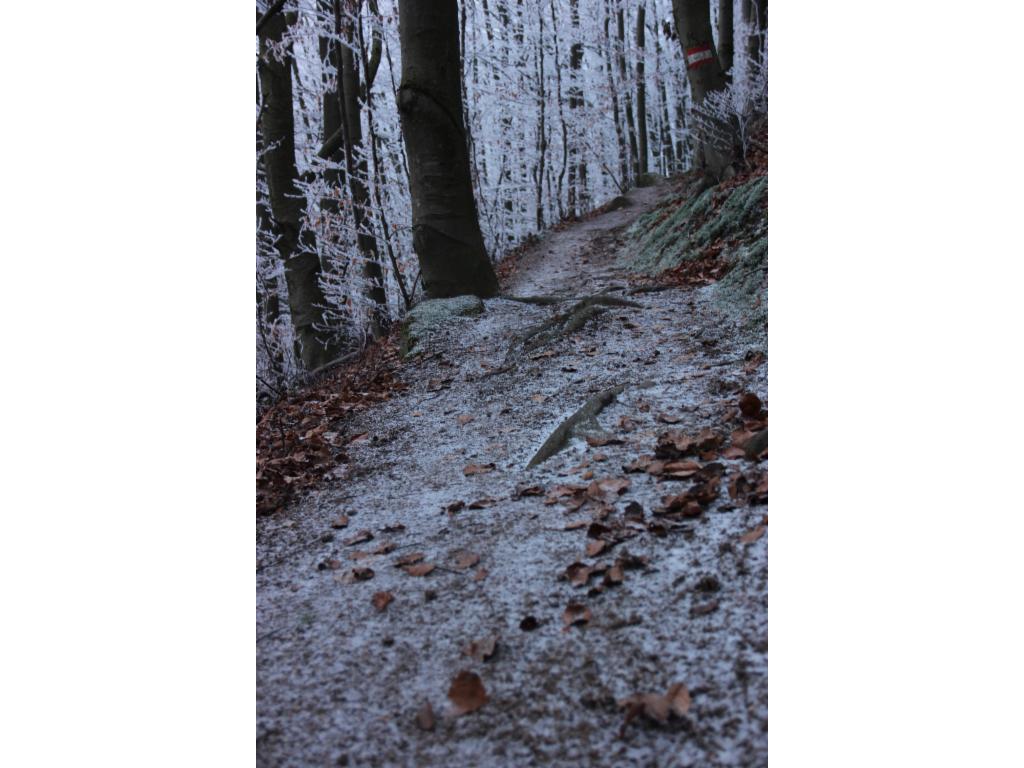 Gefrorener Waldweg