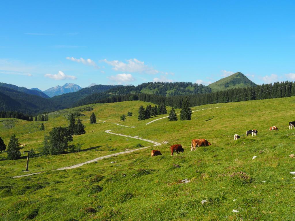 Postalm, im Hintergrund Hochkarfelderkopf links, Labenberg rechts