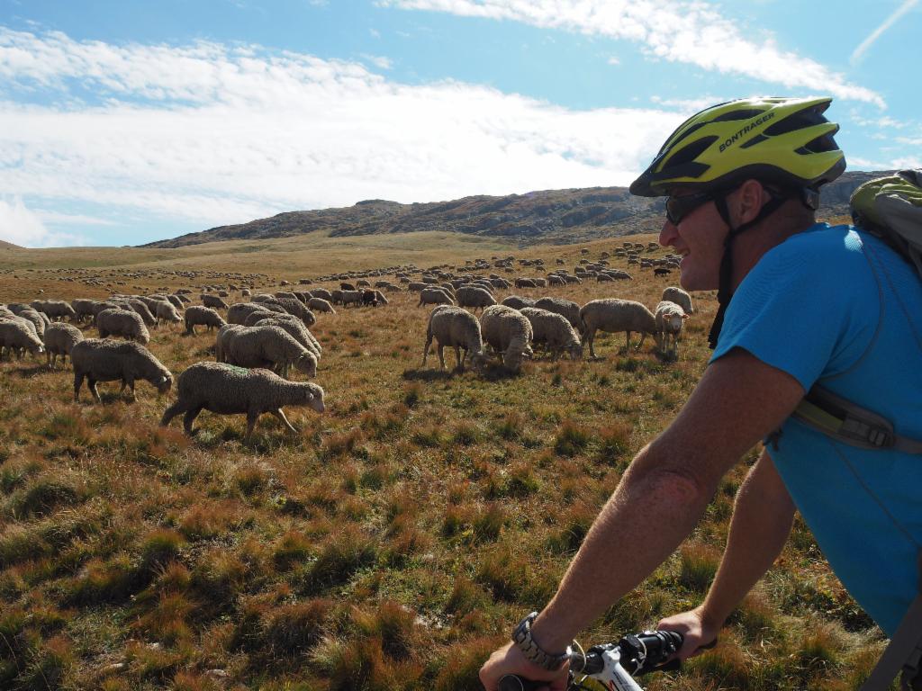Un troupeau de moutons au chemin au Col du Souchet