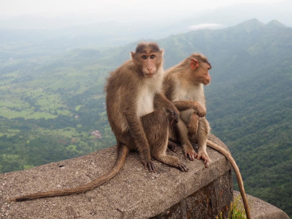 Monkeys in Balekilla