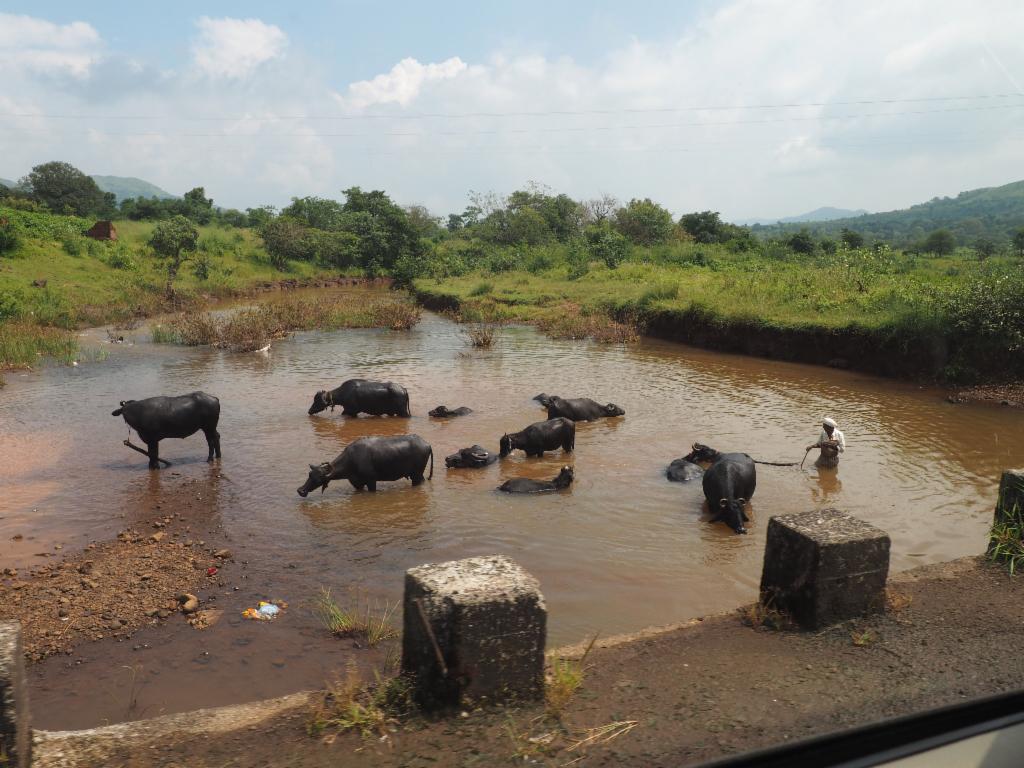 Washing the cattle in the river on the way to Gunjavane