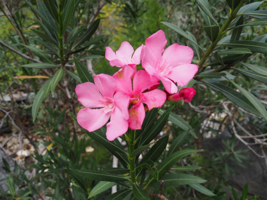 Oleander