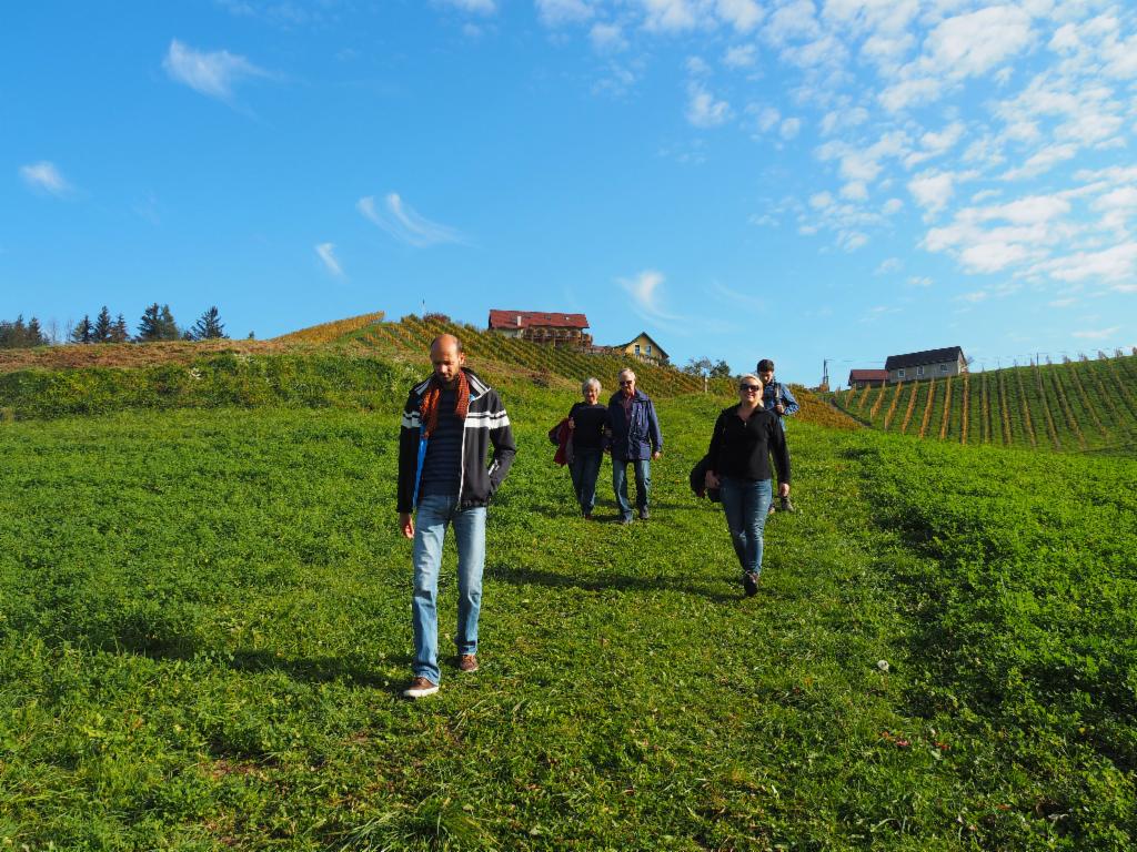 Durch die Weinberge am Pößnitzberg