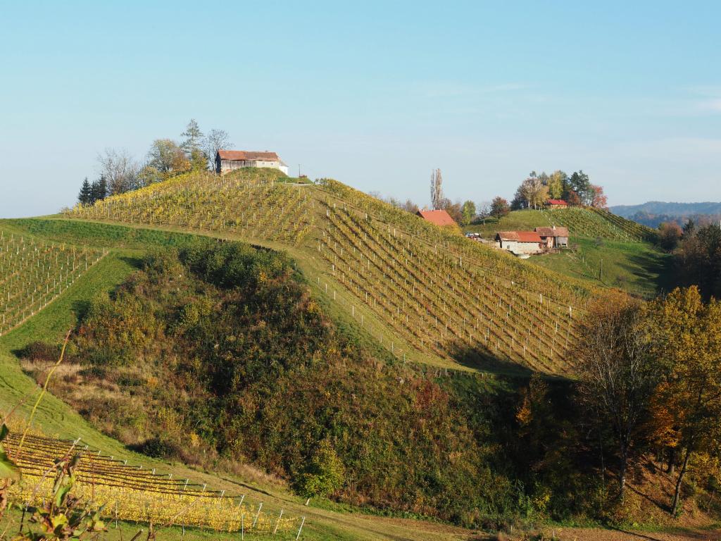 Auf jedem Hügel ein Weinbauer