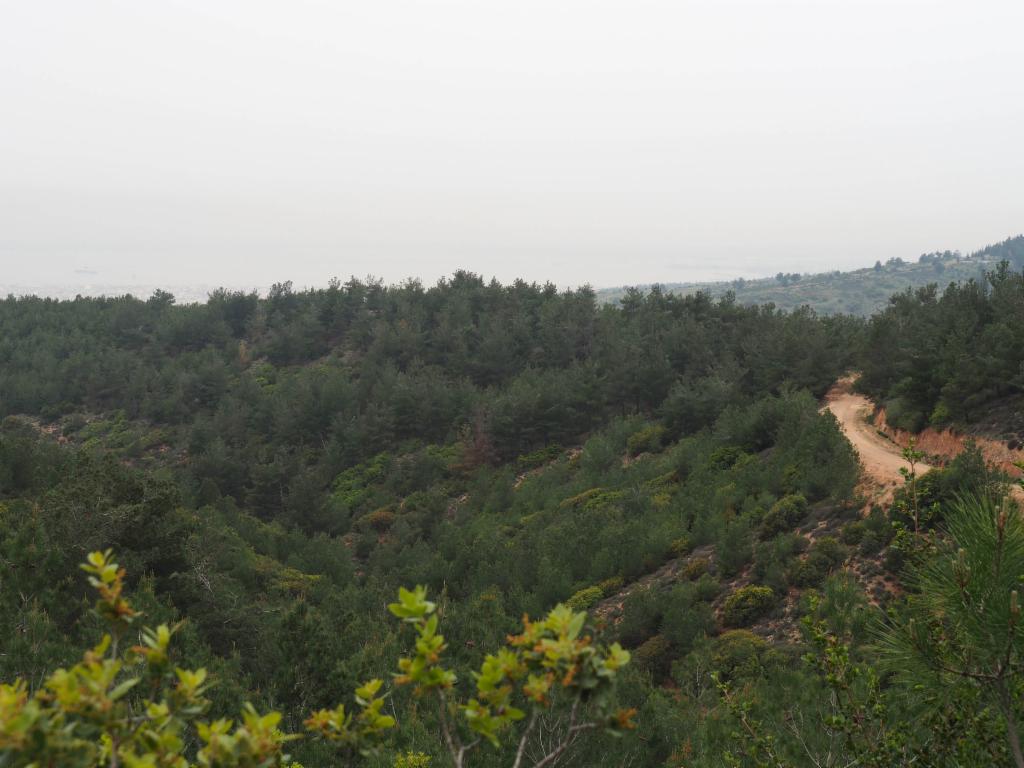 Dirt road through the forests