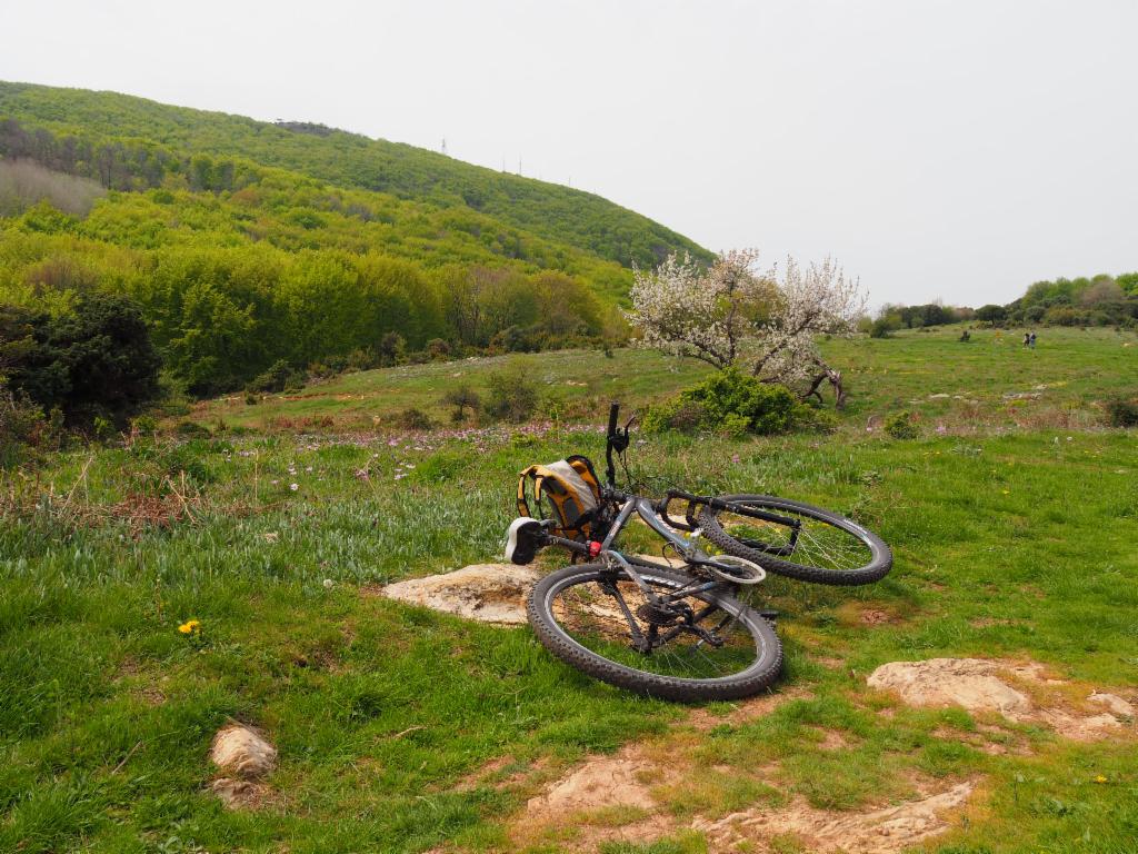 Meadow on the trail