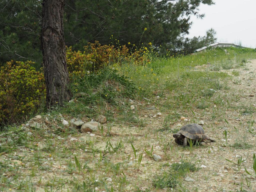 Turtle on the dirt road during the descent