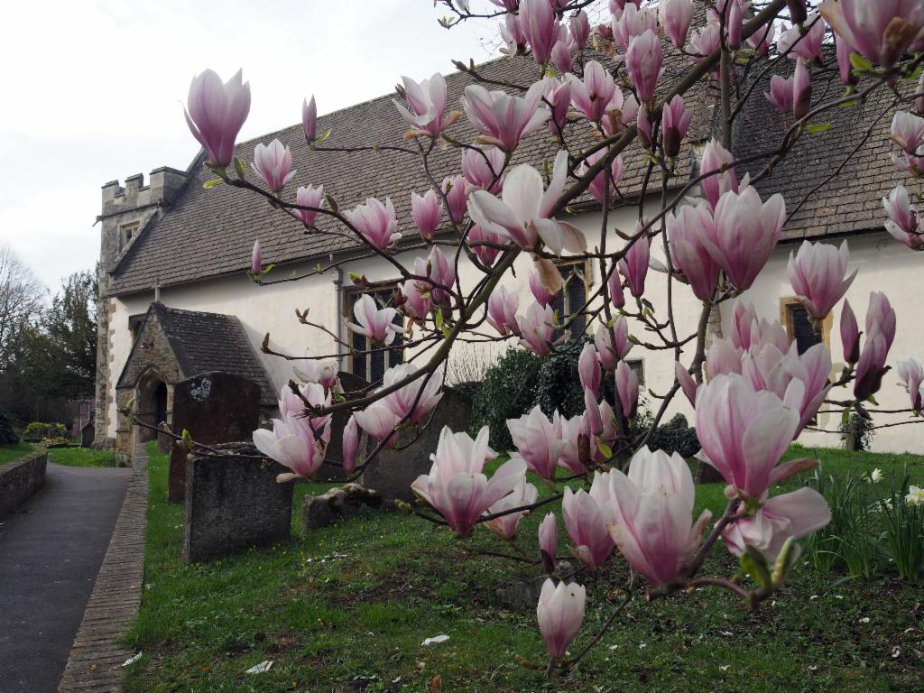 Magnolia tree in the Cowley churchyard