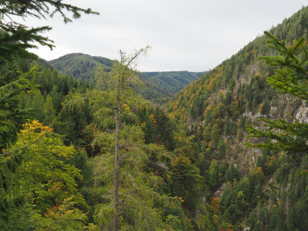 Wildnislandschaft Sitzenbachgraben