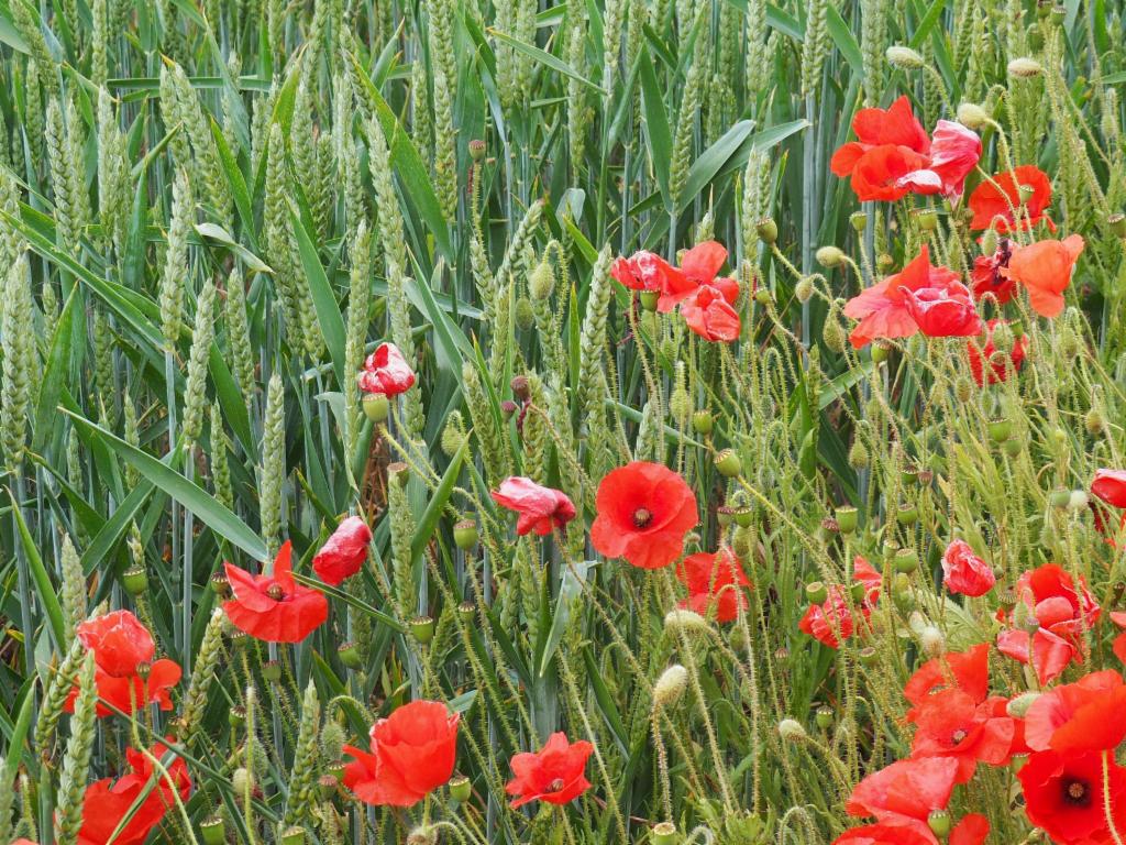 Poppies