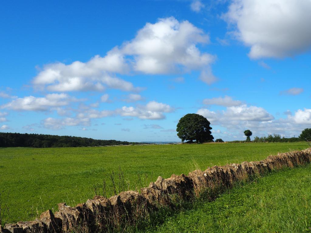 Stone fence near Chadlington