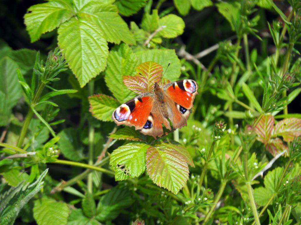 Peacock butterfly