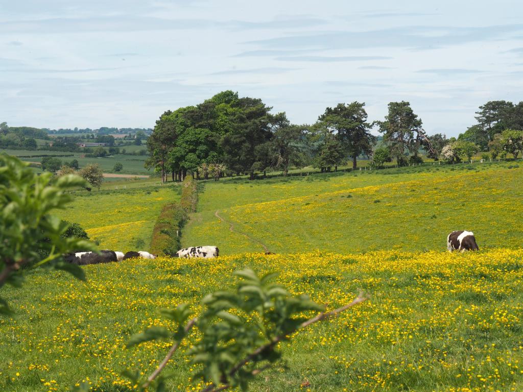 Pasturage near Chearsley