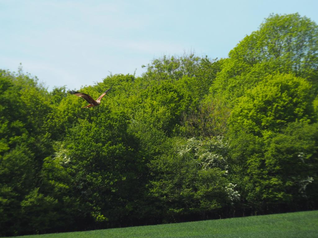 Red kite