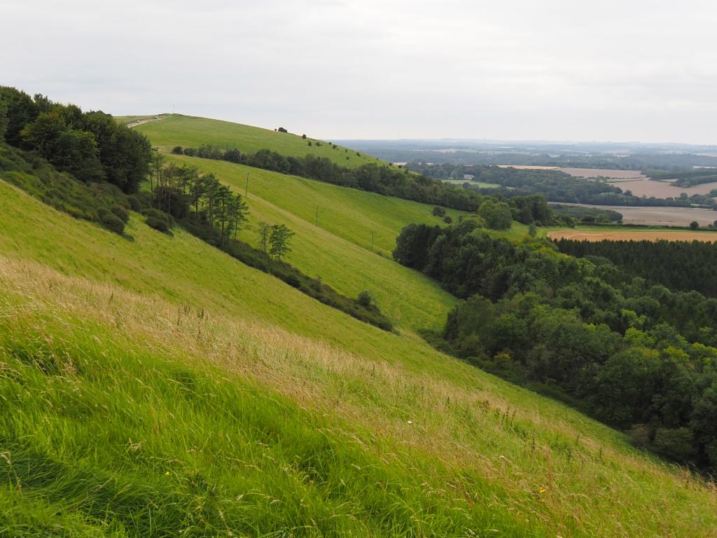 Northern slopes of Inkpen Hill