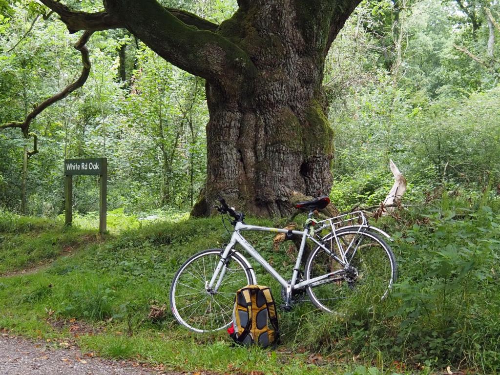Huge oak tree in Savernake Forest