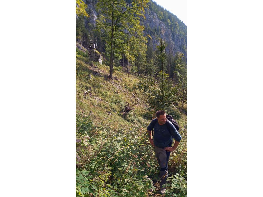Aufstieg durch den schütteren Wald
