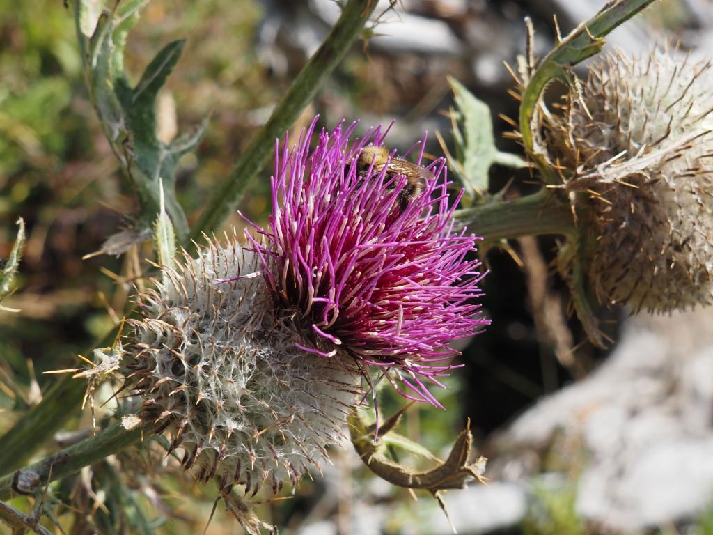 Distel mit Hummel