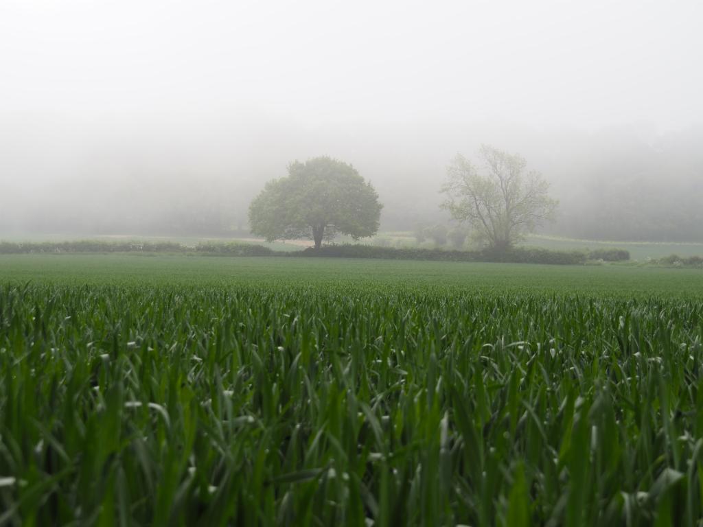 Fields near Colwall in the fog
