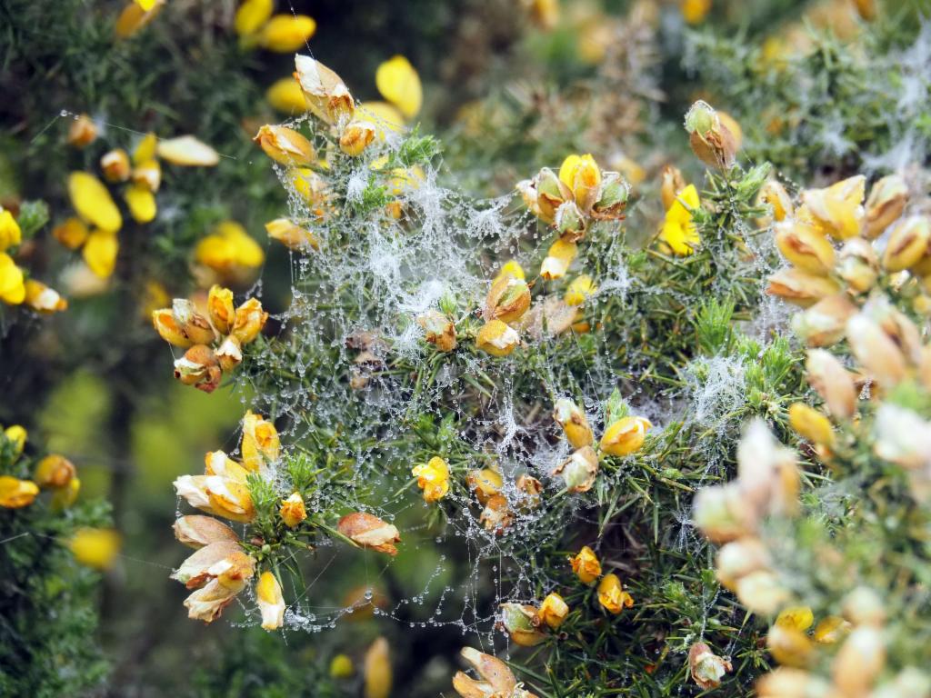 Dewy nets on Scotch Broom