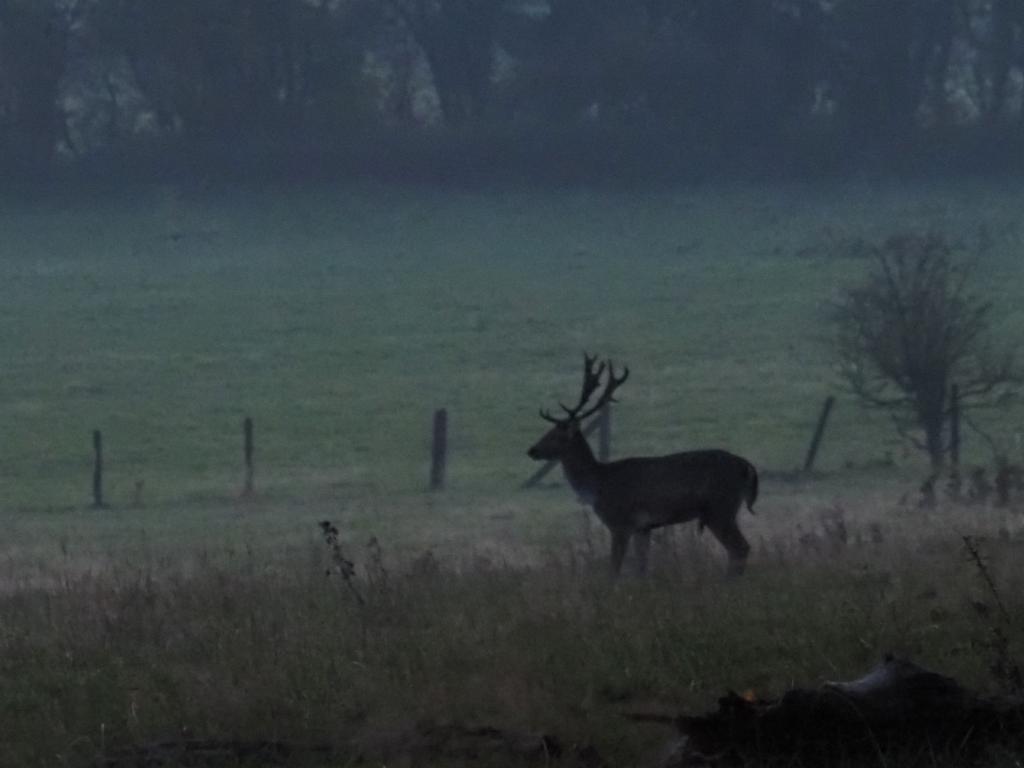 Stag on Maddocks Hill