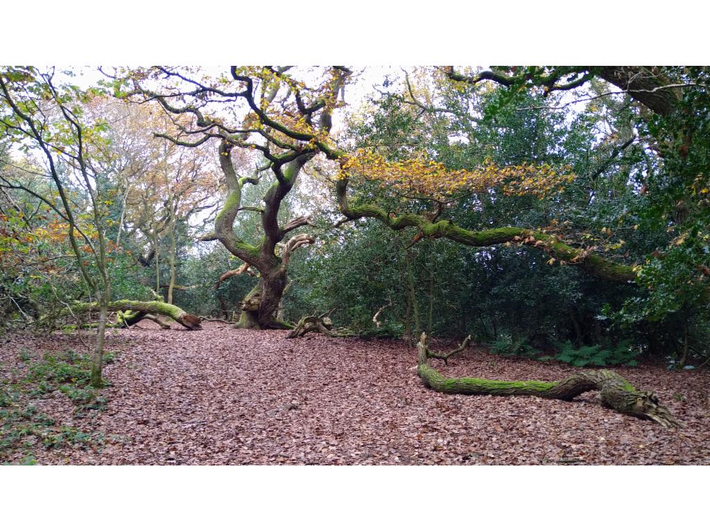 Twisted oaks on the Ercall