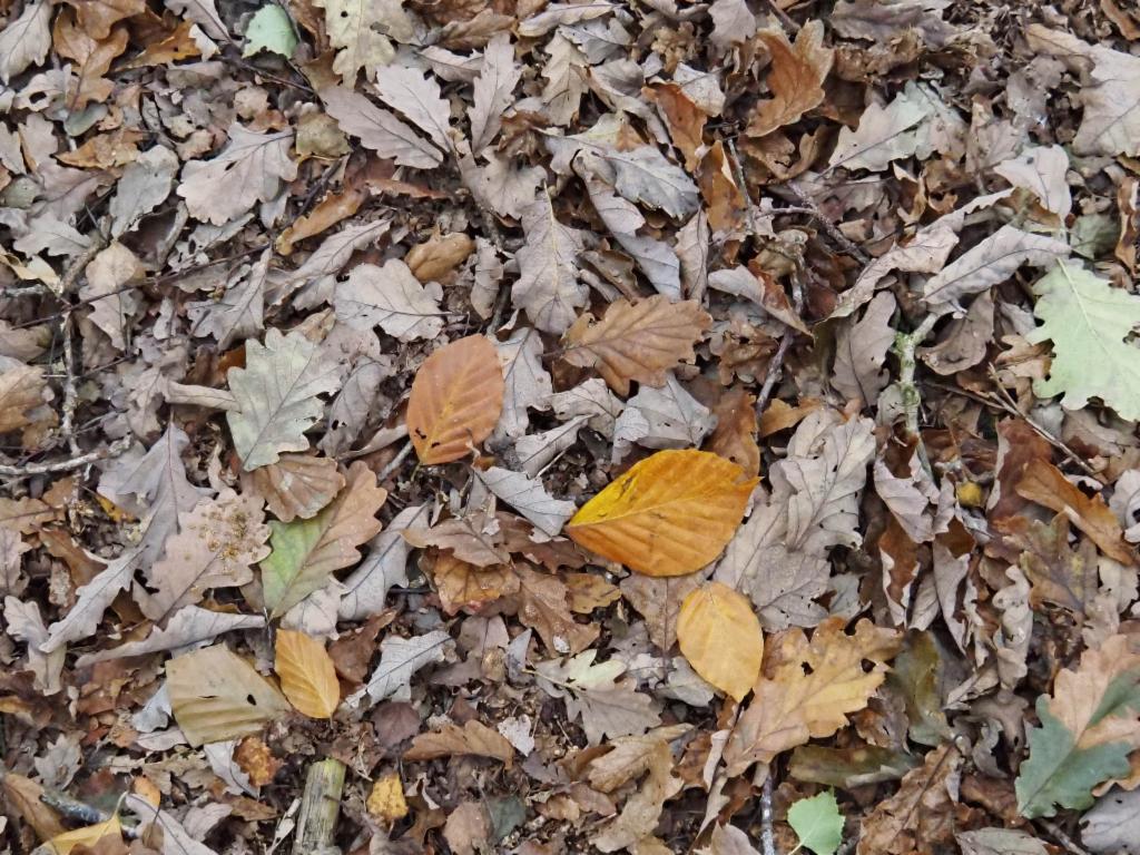 Thick layer of leaves on the Ercall