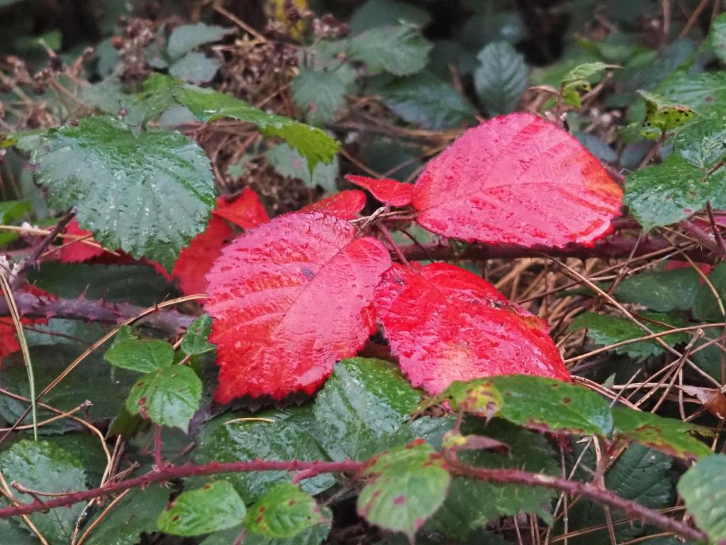 Autumnal raspberry leaves on Little Hill