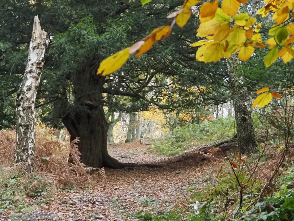 Path to the Wrekin