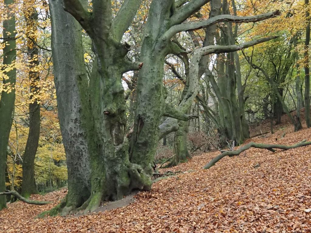 Beech trees on the way to the Wrekin