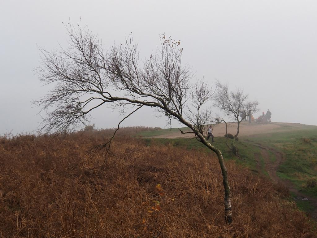 Wretched birch trees on the summit