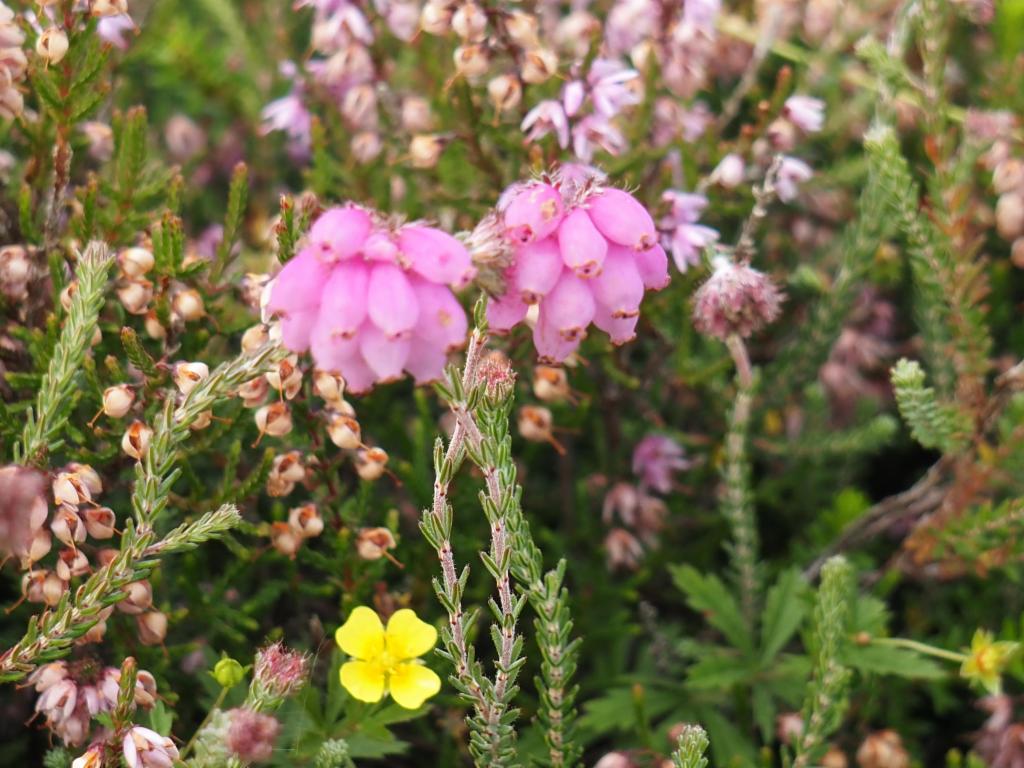 Cross-leaved heath