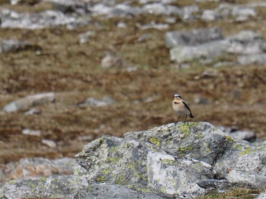 Wheatear